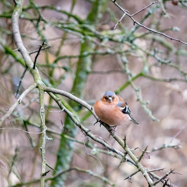 Common Chaffinch (Fringilla coelebs) perched in a tree on a chilly February day