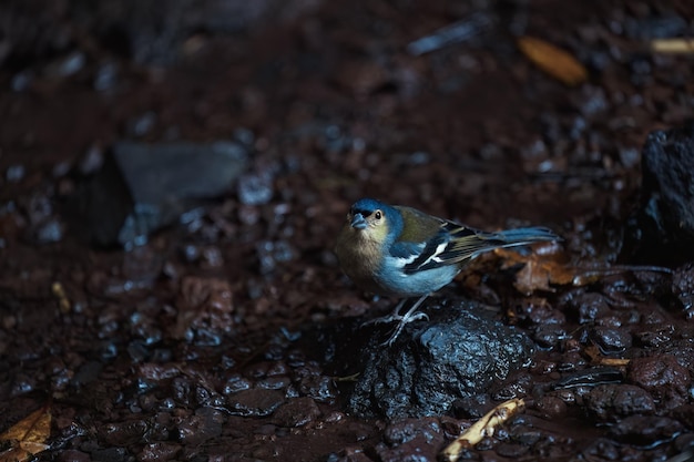 Common chaffinch Fringilla coelebs sitting on a stone