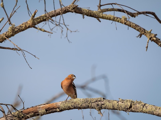 Common Chaffinch