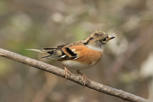 Common chaffinch,