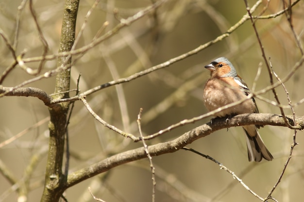 Photo common chaffinch!