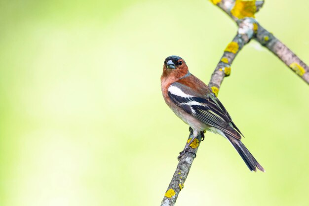 フィンチファミリーの一般的なchaffinchSongbird