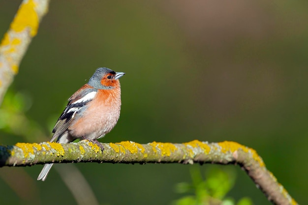 フィンチファミリーの一般的なchaffinchSongbird