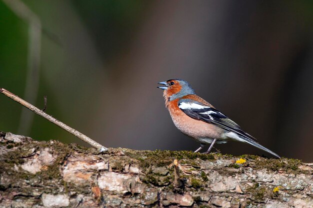 フィンチファミリーの一般的なchaffinchSongbird