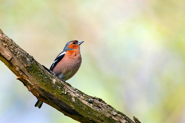 핀치과의 일반적인 chaffinchSongbird