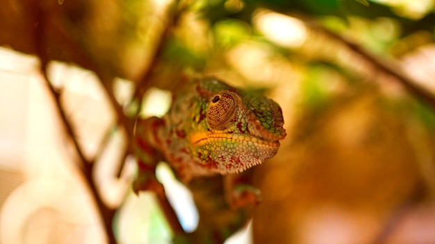Фото Обыкновенный хамелеон хамелеон геккон на дереве тропическая ящерица chamaeleonidae