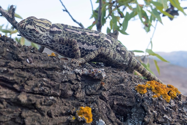 Common chameleon or Mediterranean chameleon Chamaeleo chamaeleon Malaga Spain