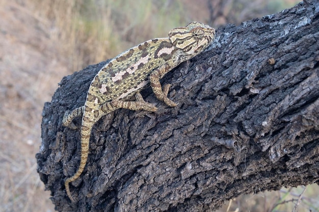 Photo common chameleon or mediterranean chameleon chamaeleo chamaeleon malaga spain