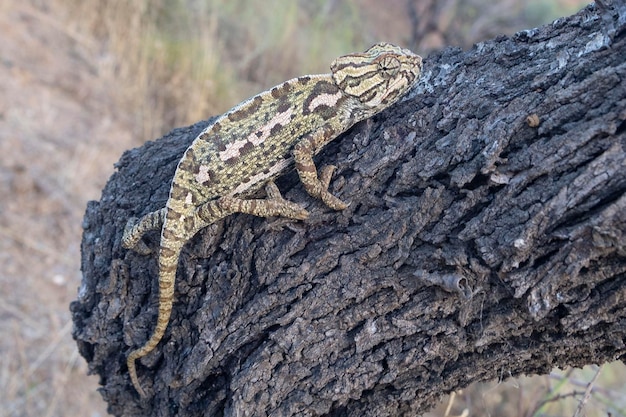 Common chameleon or Mediterranean chameleon Chamaeleo chamaeleon Malaga Spain