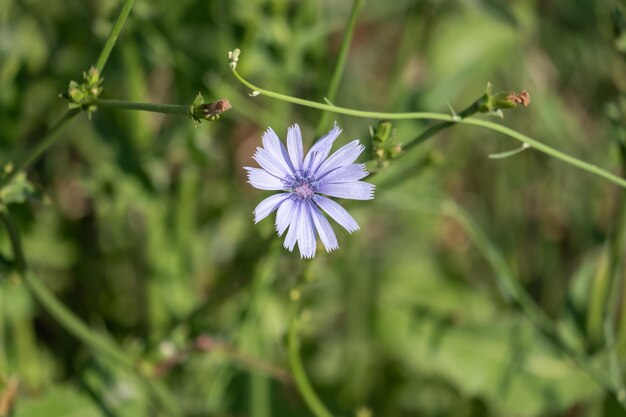 Common chicory flowers on a meadow