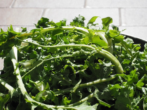 Common chicory salad leaves vegetables food