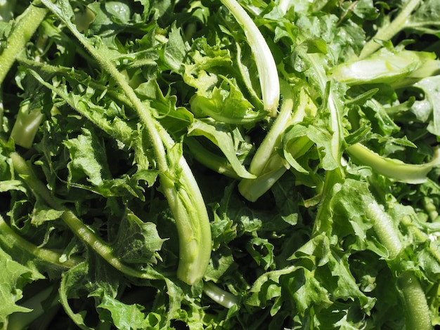 Common chicory salad leaves vegetables food