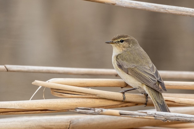 Common Chiffchaff on cane phylloscopus collybita In the wild