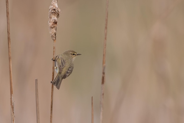 Фото Обыкновенная теньковка на тростнике phylloscopus collybita в дикой природе