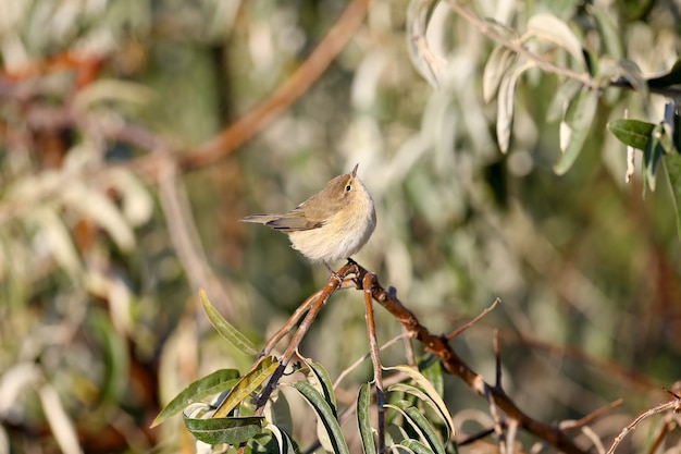 The common chiffchaff (Phylloscopus collybita) is close-up in its natural habitat. The bird bathes in the rays of soft morning light.