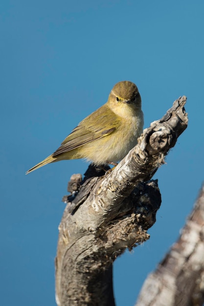 Common chiffchaff Phylloscopus collybita Malaga Spain