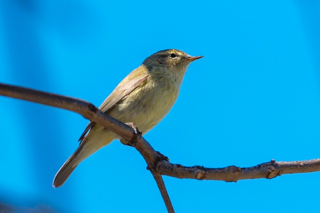 일반적인 chiffchaff Phylloscopus collybita 말라가 스페인