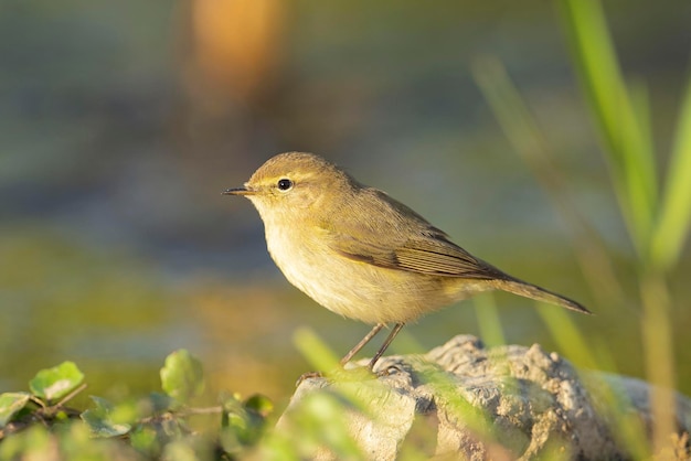 일반적인 chiffchaff Phylloscopus collybita 말라가 스페인