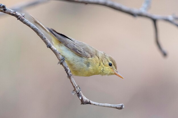 일반적인 chiffchaff Phylloscopus collybita 말라가 스페인