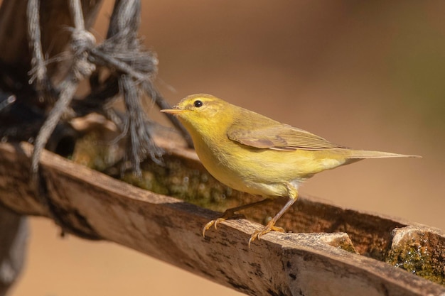 Обыкновенная теньковка Phylloscopus collybita Малага Испания