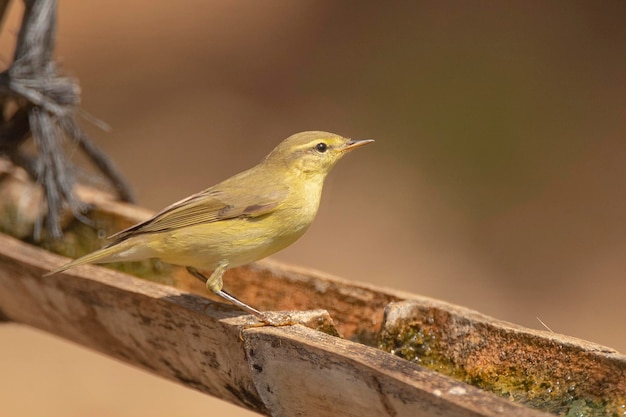 Обыкновенная теньковка Phylloscopus collybita Малага Испания