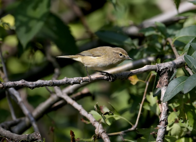 The common chiffchaff (Phylloscopus collybita) sits on a branch surrounded by yellow autumn leaves