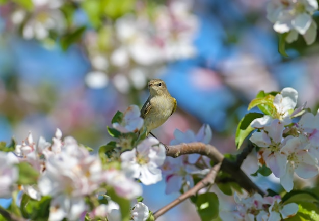 Common chiffchaff (Phylloscopus collybita) in soft sunlight on the branches of a blooming wild apple tree