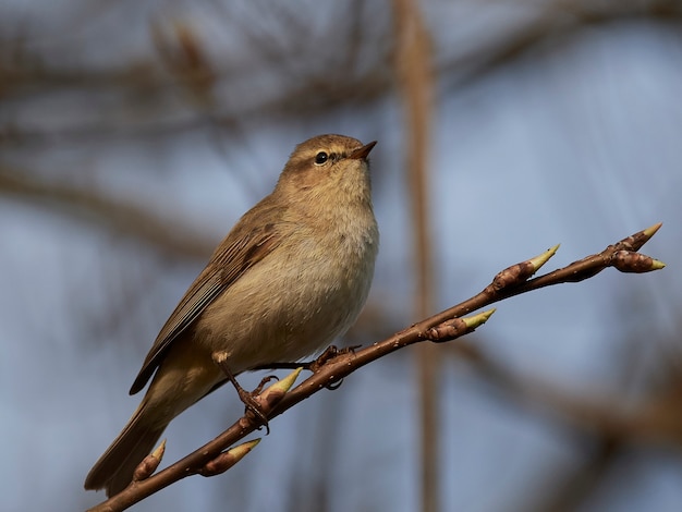 一般的なシフチャフ（Phylloscopus collybita）