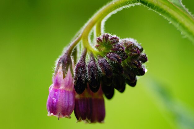 Common comfrey flowers