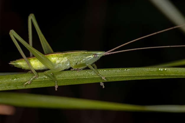 Photo common conehead nymph of the genus neoconocephalus