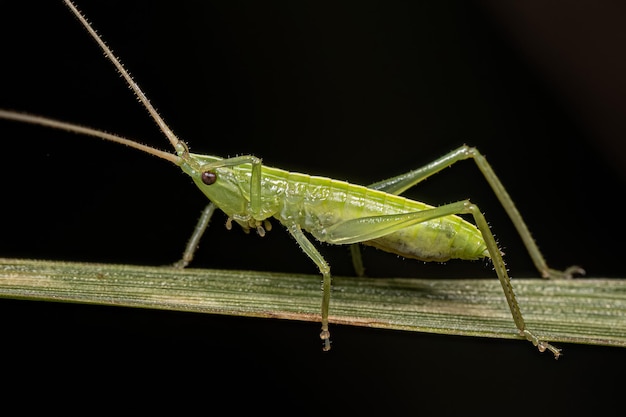 Common Conehead Nymph