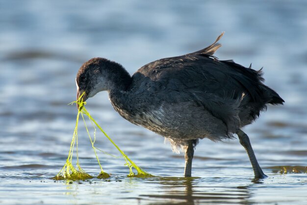 Folaga fulica atra in cerca di cibo nello stagno