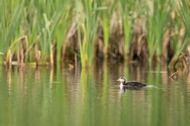 Folaga comune, fulica atra, un giovane uccello che nuota da solo in un ambiente verde in uno stagno.