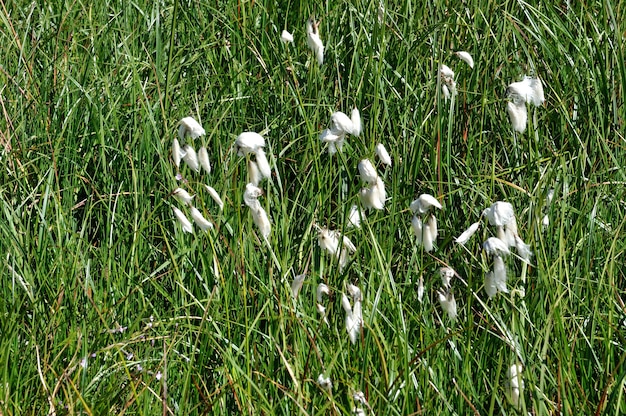 Common cotton grass in the Alps