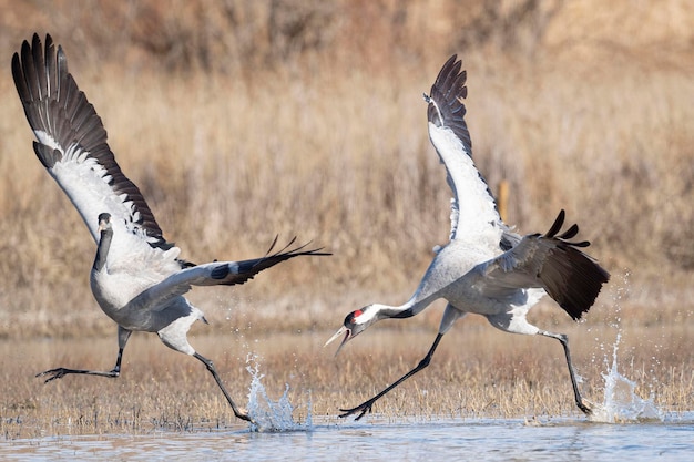 Common crane or Eurasian crane Grus grus Toledo Spain