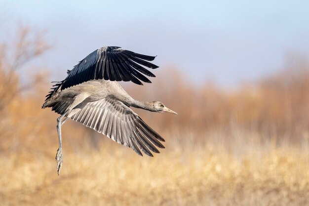 Common crane or Eurasian crane Grus grus Toledo Spain