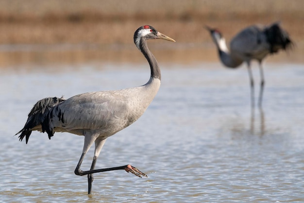 Common crane or Eurasian crane Grus grus Toledo Spain