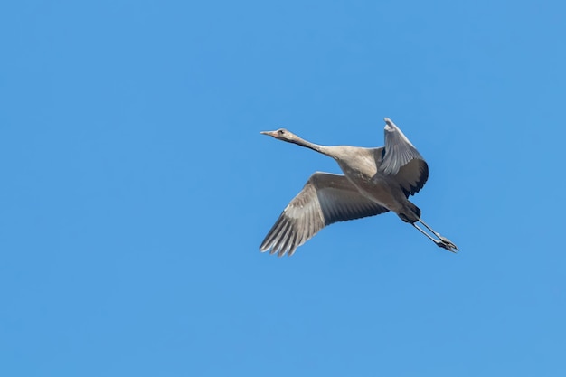 飛行中のクロヅル青い空（Grus grus）の移動