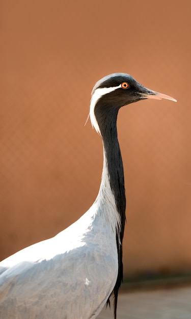 The common crane (Grus grus)