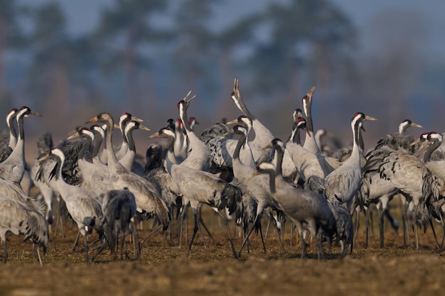 Серый журавль Grus grus