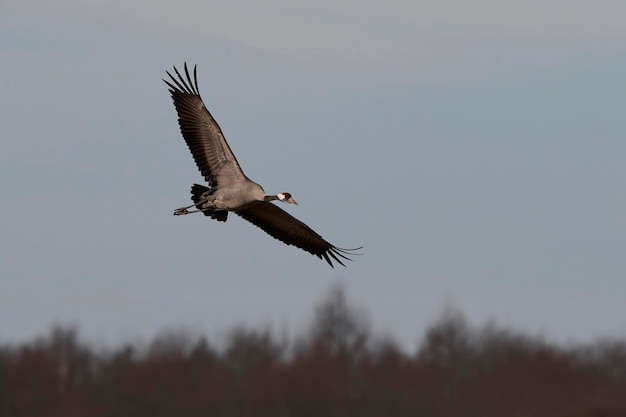 Common crane Grus grus