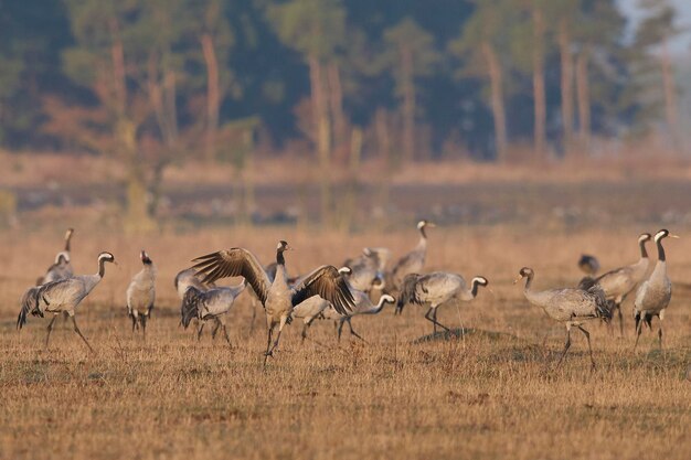 Foto gru comune grus grus