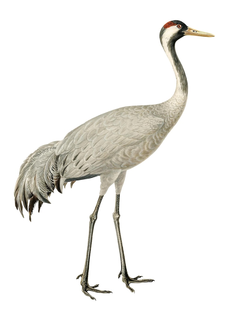 Photo common crane png bird sticker transparent background