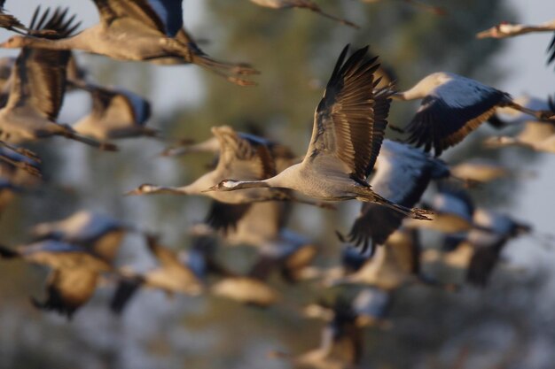 Photo common cranes grus grus in midair