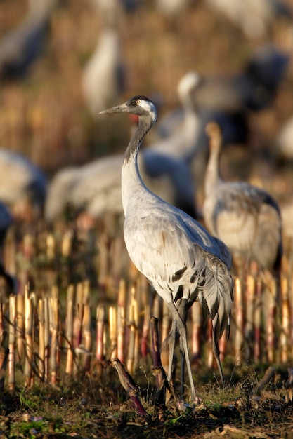 Photo common cranes grus grus on a stubble field