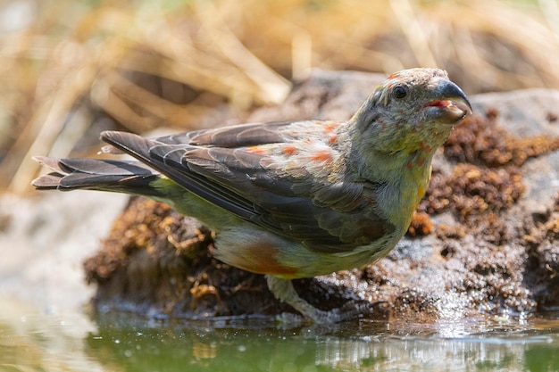 Common crossbill Loxia curvirostra Malaga Spain