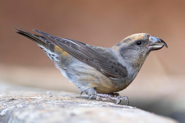 Common crossbill Loxia curvirostra Malaga Spain