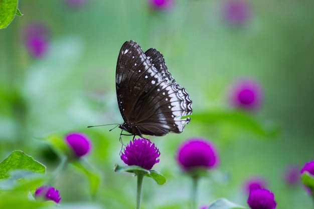 Common crow butterfly