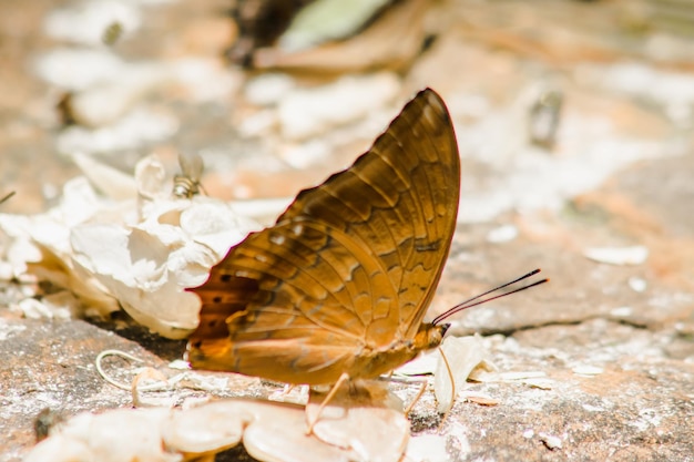 Common cruiser familienaam familie van kwastvlinders nymphalidae op de rotsachtige grond