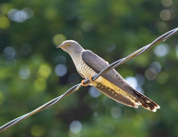 Common cuckoo Cuculus canorus A bird sits on an electric cable